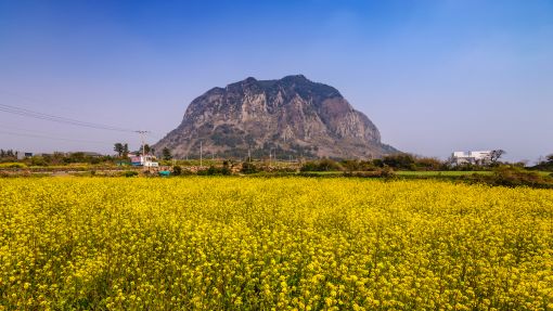 Ngày 4: Đảo Jeju (Hàn Quốc) | Chạm vào mùa xuân trên đảo ngọc